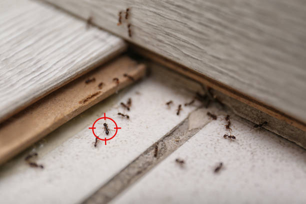 Best Mosquito Control Services  in Manhattan, IL