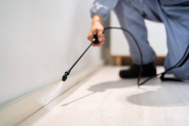 Wasp Removal Services in Manhattan, IL